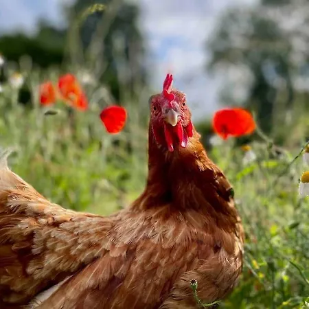 Mit Luxusbad, Terrasse Ostseenaehe